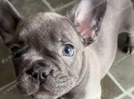French bull dog