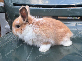 Baby Bunny's ready now