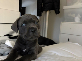 Beautiful cane corso puppies