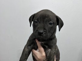 Mix breed pups for sale!