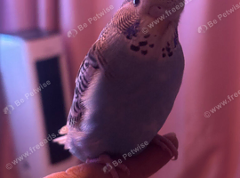 4 budgies looking for the  forever home