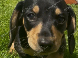 2 miniature dachsunds ready now