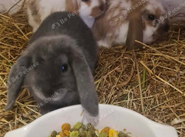Lovely mini lops
