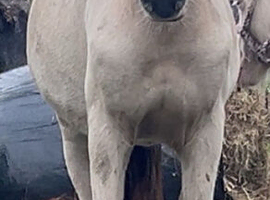 Appaloosa cross clydesdale