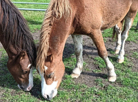 Section A Welsh Pony Chestnut.