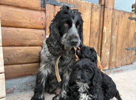 Cockapoo puppies for sale