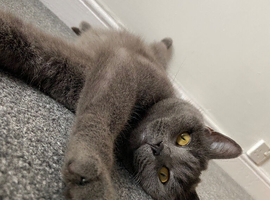 BSH female cat