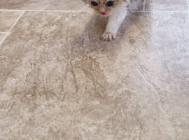 1 girl and 1 boy persian x cross kittens