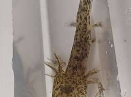 Baby Axolotl
