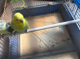Male budgie