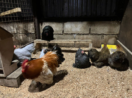 Pekin Hatching eggs