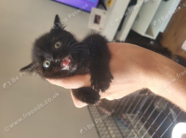 4 black kittens 3 girls one boy