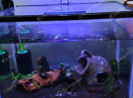 Shrimp tank full setup