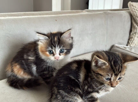 6 stunning kittens left