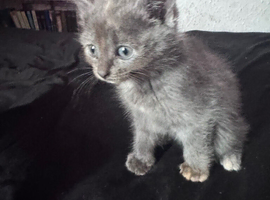 Grey kitten