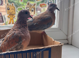 Laughing doves