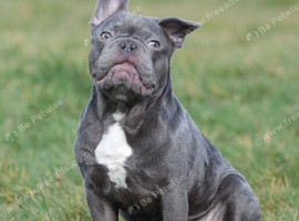 Stitch - male French bulldog