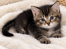 British shorthair kitten