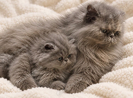 Pedigree Persian GCCF Registered Kittens