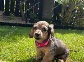 Beautiful Long-Haired Miniature Dachshund Puppies