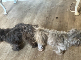 Stud only Small Imperial Blue Shih Tzu Stud KC Reg in Bristol
