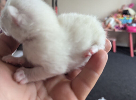British shorthair blue x ragdoll
