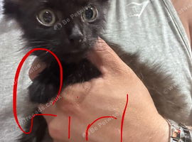 Kittens for sale