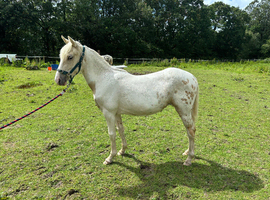 Stunning dun and white yearling filly