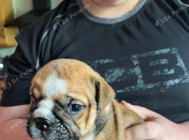 English Bulldog Puppies