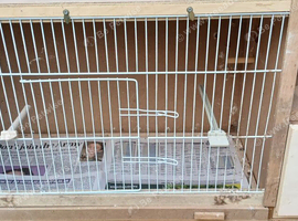 Budgie/canary breeding cages