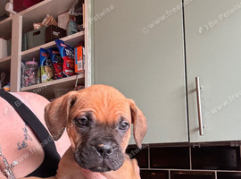 Dogue de Bordeaux x cane corso ready now