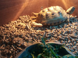 10-Year-Old Hermann&rsquo;s Tortoise for Sale &ndash; Full Setup Included