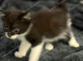 Kittens