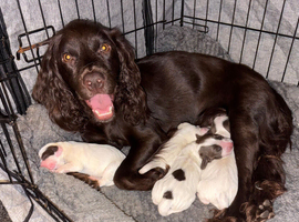 3 cocker spaniel puppies for sale