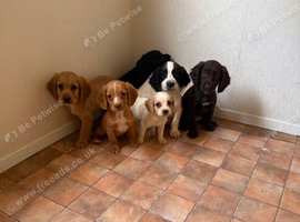 Adorable cocker spaniel puppies for sale