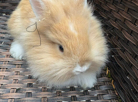 Lionhead babies