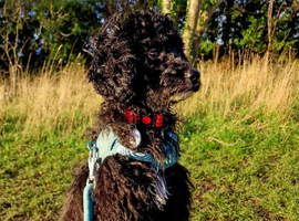Stunning boy 9months