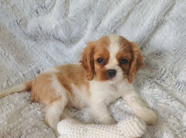 Beautiful cavalier puppies