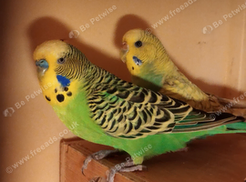 Stunning breeding pairs of budgies