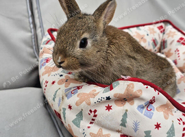 Adorable Baby Rabbits for Sale - Beautiful Colours
