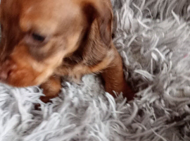 READY NOW Kc Miniature wire haired dachshund pups