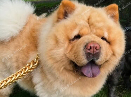 Chow girl looking for a new home