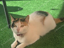 Cat 2 years