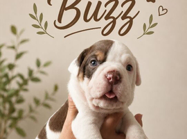 ️Beautiful olde English bulldogs️