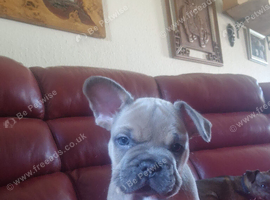 2 male french bulldog