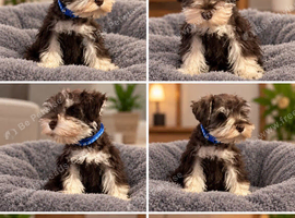 Selling a 11 weeks old miniature Schanuzer