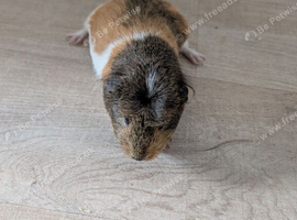 3 female guineapgs plus everything needed