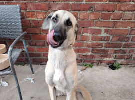 German shepherd/ anotolion shepherd
