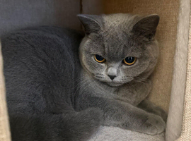 British Shorthair Female &ndash; 13 Months Old &ndash; Vaccinated & Microchipped