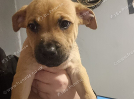 Re advertising due to owner pulling out